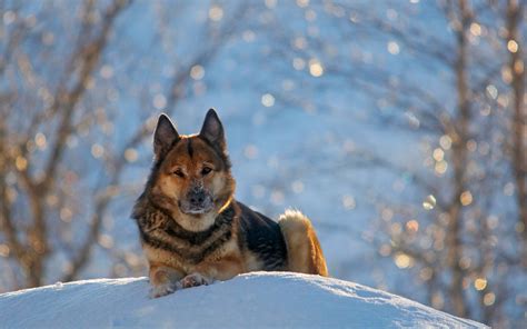 Download Wallpaper For 320x240 Resolution German Shepherd Dog Winter