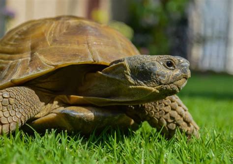 tortue jardin – comment s’occuper d’une tortue hermann – Aep22