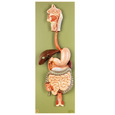 Somso® Human Digestive Tract Model