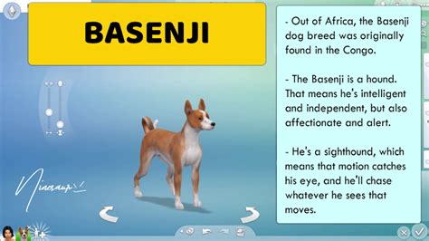 38 Small Dog Breeds The Sims 4 Ninesaur Small Dog Breeds Dog