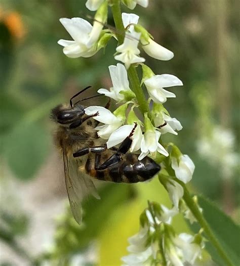 Sainfoin Loving Bee Nbspoty Flowers Nbs Blog