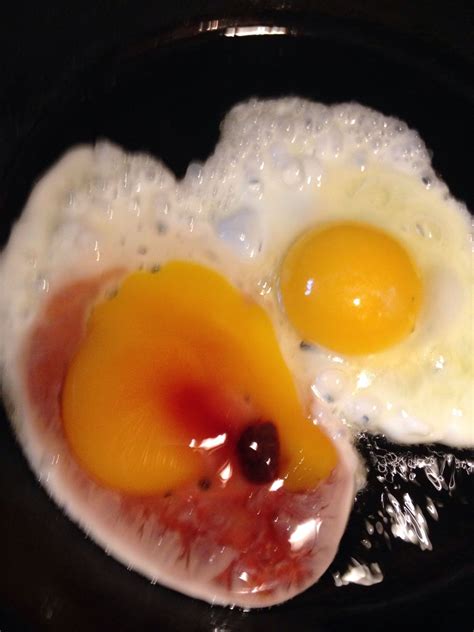 Why Are There Blood Spots In My Eggs Page 3