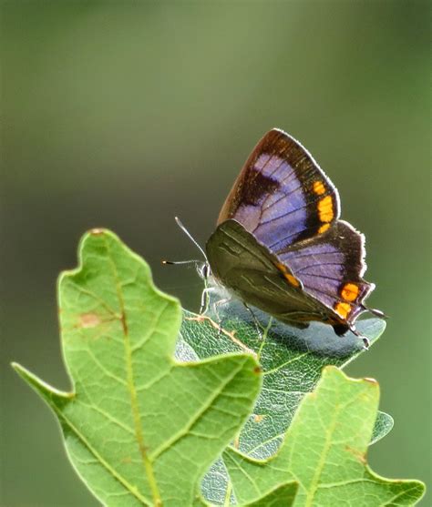 Bug Eric Colorados State Insect Colorado Hairstreak Butterfly
