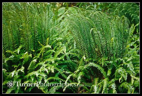 Plant Of The Month Deer Fern Turner Photographics