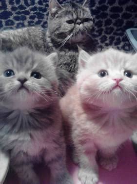 We have hundreds of kittens looking for a new home, so visit today! Exotic Shorthair Persian Teacup Kittens for Sale in Olathe ...