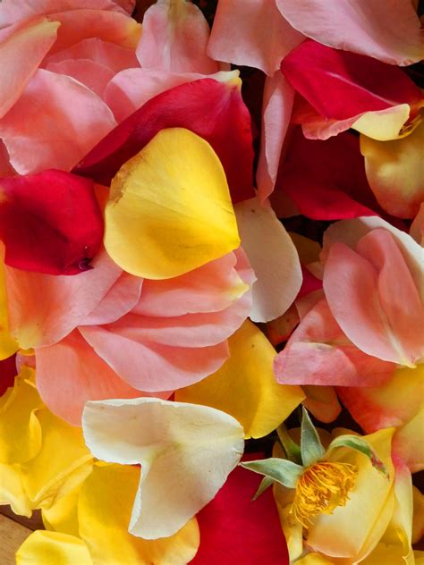 Rose Petals With Stem Free Stock Photo Public Domain Pictures