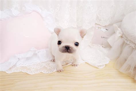 Adopt french bulldogs in wisconsin. Fiona White Teacup French Bulldog
