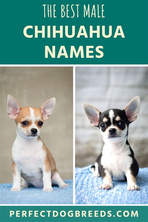 Male Chihuahua Names Chihuahua Puppies Cute Dog Names Boy Chihuahua