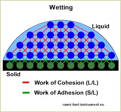Cohesive and adhesive forces the attractive forces which are between molecules of the same type are known as the cohesive forces. Cohesion and adhesion of molecules of water. | Download ...