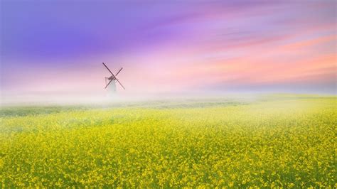 Windmill In Misty Flower Field 4k Ultra Hd Wallpaper Background Image
