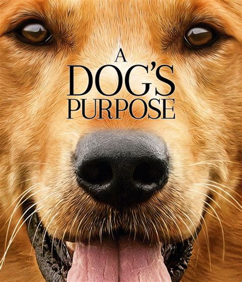 A Dogs Purpose Hd Itunes Redeem Ports To Ma Your Digital Movie