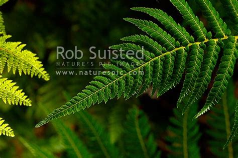 Silver Fern Or Ponga Frond Closeup Of Green Upper Surface Silver Tree