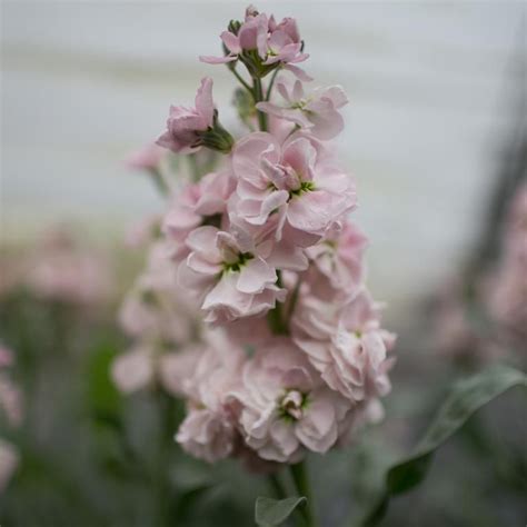 Stock Malmaison Pink Blommor