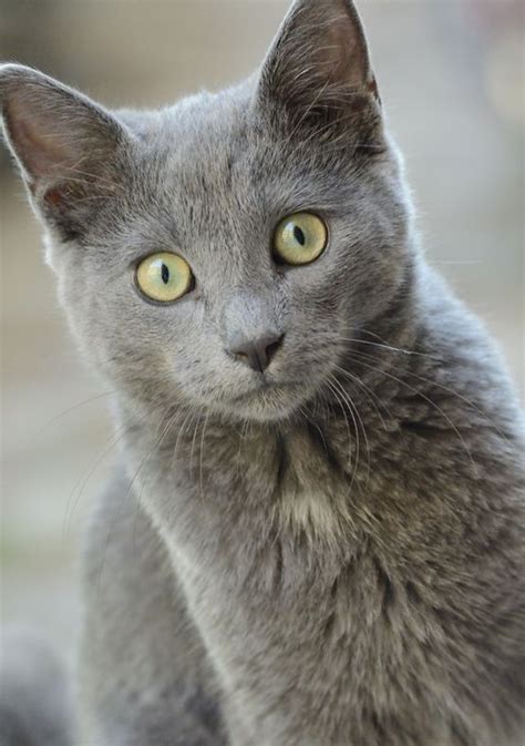 Chartreux Cat Breeds Profile And Characteristcs Cats In Care