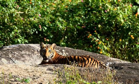 Mudumalai National Park Masinagudi Safari Timing Ticket Fee And Photos