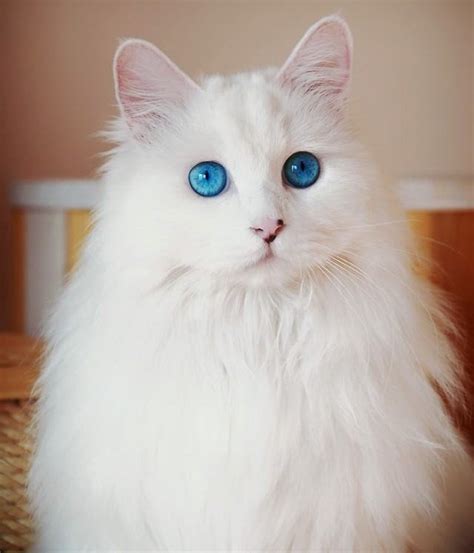 Beautiful cat is sleeping sweetly. 20 Best Names for White Cats with Blue Eyes - The Paws