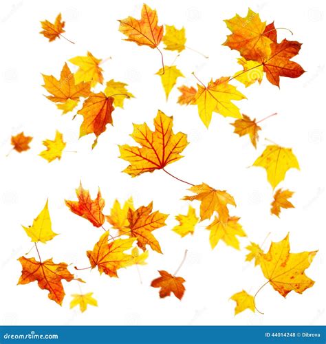 Autumn Maple Leaves Stock Photo Image Of Element Composition 44014248
