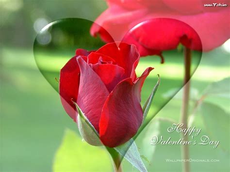 Most Popular Photos And Wallpapers Valentines Day Flowers Flowers For