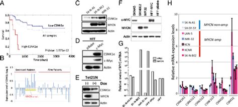 Csnk1e Expression Correlates With Poor Prognosis And Mycn Amplification