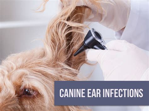 Canine Ear Infections The Pet Professionals
