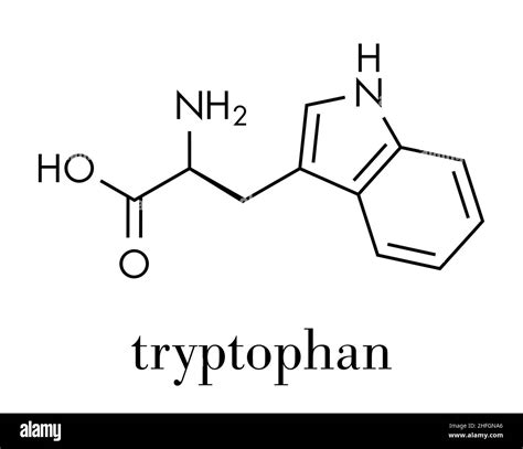 Tryptophan Trp Amino Acid Molecular Black And White Stock Photos
