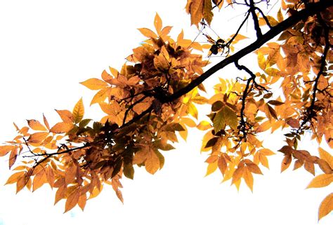 Autumn Branch Free Photo Download Freeimages