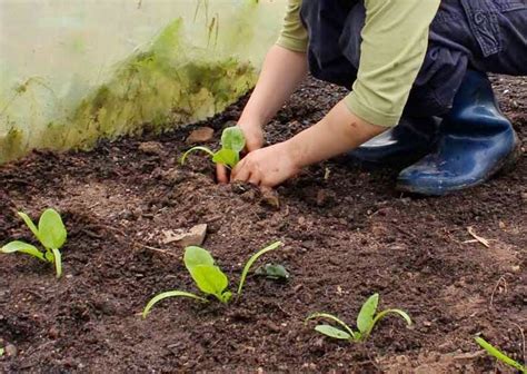 Padahal, jika kamu serius, budidaya tanaman yang mudah itu bisa mendatangkan keuntungan yang sangat banyak loh. Tren Gaya 22+ Menanam Tanaman