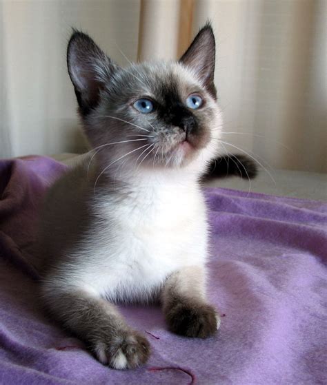 Siamese Kitten By Melinda Dalke Adopted Through Kitty Angel Team