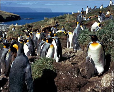 How penguins spend their lives in water. KING PENGUINS: LONG LIVE THE KINGS! | penguinsunited.com