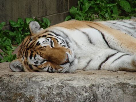 Sleeping Tiger By Zortiger On Deviantart