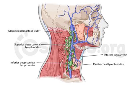 Lymph Node Back Of Neck Anatomy Head Anatomy Superficial Lymph Nodes