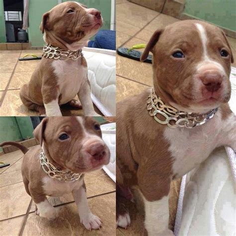 Awesome Brown And White Red Nose Pitbull Puppy Pit Bulls Pinterest