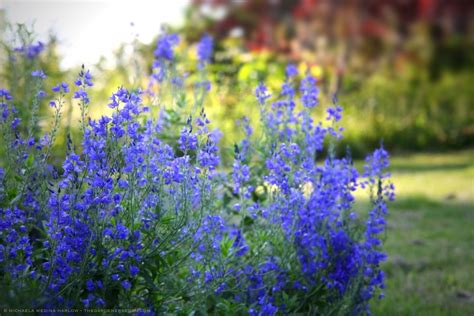 Blue Flowered Perennials The Gardeners Eden