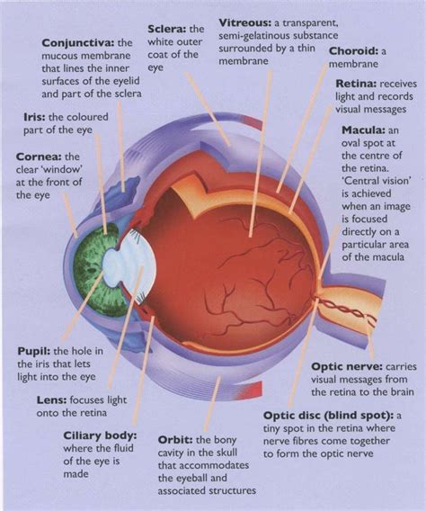 Eyeconstruction The Anatomy Of The Attention Eye Anatomy Human