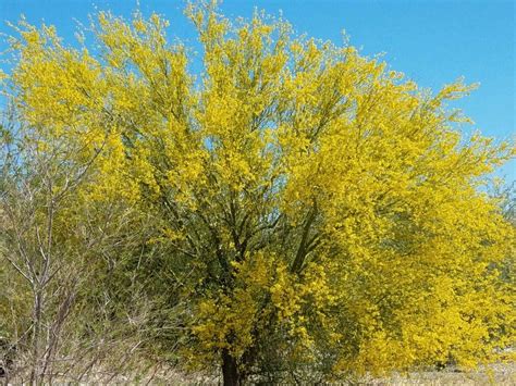 A Beautiful Palo Verde In Full Bloom For The Spring The Arizona State