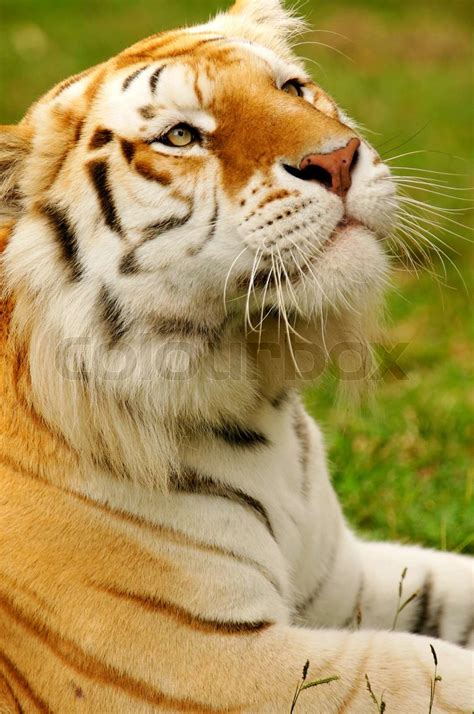 Bengal Tigers Stock Image Colourbox