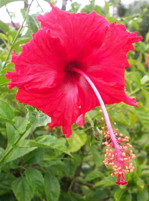 Pengertian bunga menurut wikipedia merupakan sebuah alat reproduksi seksual pada angiosperma (tumbuhan berbunga). Semua Menjadi: Bunga Raya