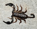 Escorpion Euscorpius flavicaudis -Aracnidos-