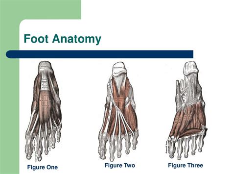 Foot Movement Anatomy