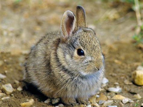 What S The Difference Between Rabbits And Hares