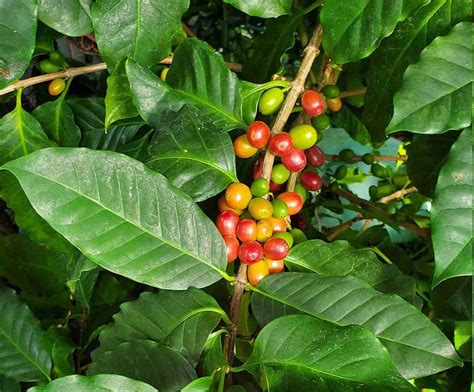 How To Grow Coffee Beans At Home Coffee Informer