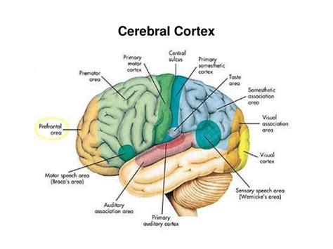 Cerebral Cortex Bing Images