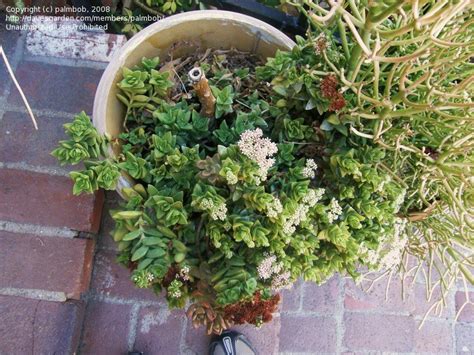 Hoffman organic cactus and succulent soil. PlantFiles Pictures: Crassula 'Springtime' (Crassula) by ...