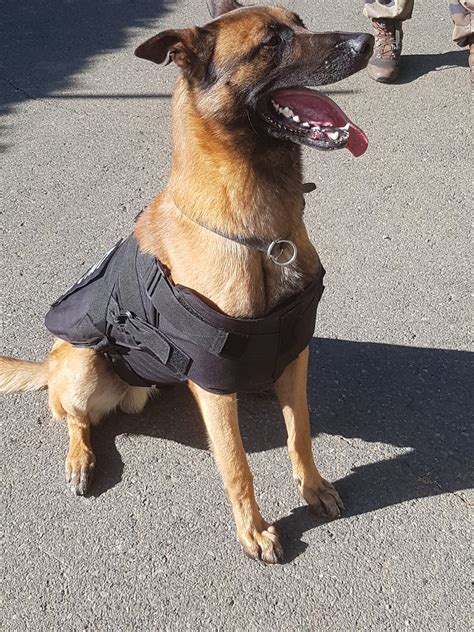 Tactical Molle Bulletproof Vest Harness Canine Black K9 Police Dog Nij Iiia
