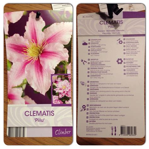 Pink flowers all summer long. Clematis Piilu (met afbeeldingen) | Tuin, Planten