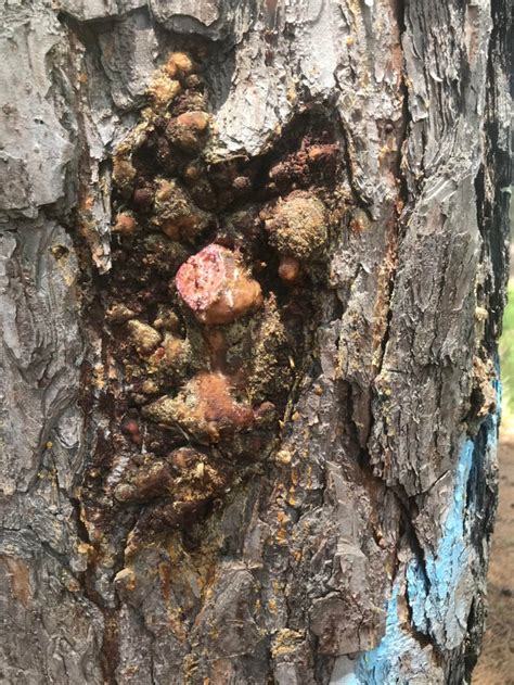 What Is This Thing Similar Growths Are On Other Trees But None Are