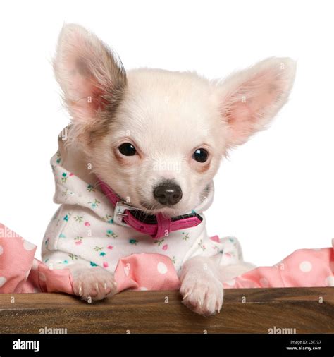 Close Up Of Chihuahua Puppy 4 Months Old Dressed Up And In Dog Bed In