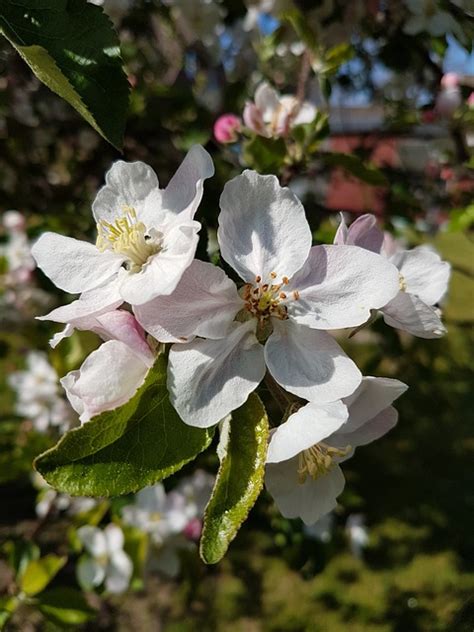 Apple Blossom Tree Fruit Free Photo On Pixabay Pixabay