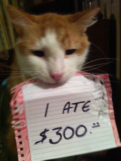 40 Guilty Cats Who Deserve To Be Shamed Publicly Walk Of
