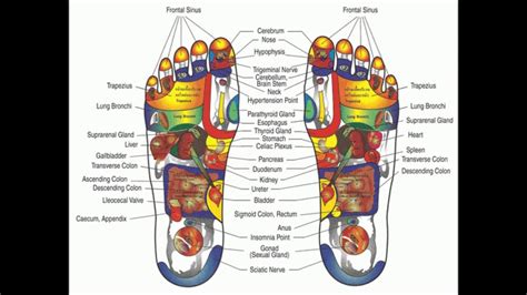 Foot Reflexology Map For Beginners 10 Youtube